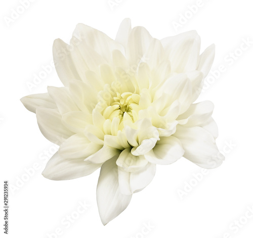 White chrisanthemum flower