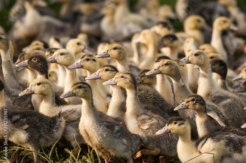 flock of duckling © JMB