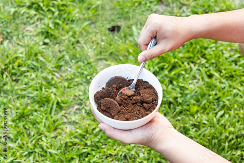 Person apply spent grounded coffee powder as natural plant fertilizer