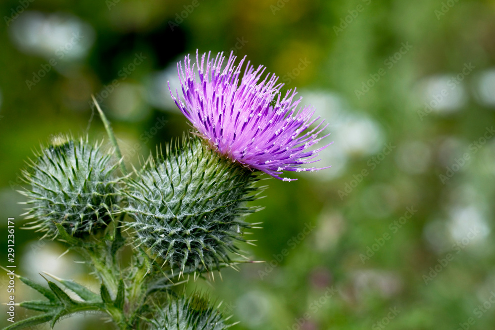 Purple thistle flower, Gloucestershire, England, UK. Purple thistle flower, Gloucestershire, England, UK.