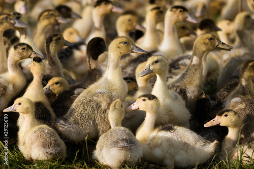 flock of duckling