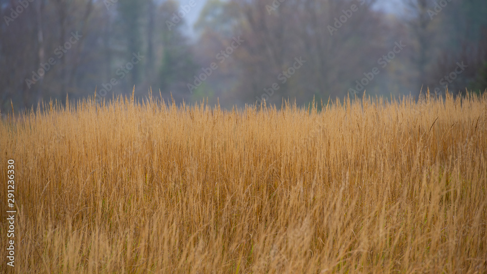 Dry grass in the forest in cloudy weather on a blurred background, landscape. Dry grass in the forest in cloudy weather on a blurred background, landscape.
