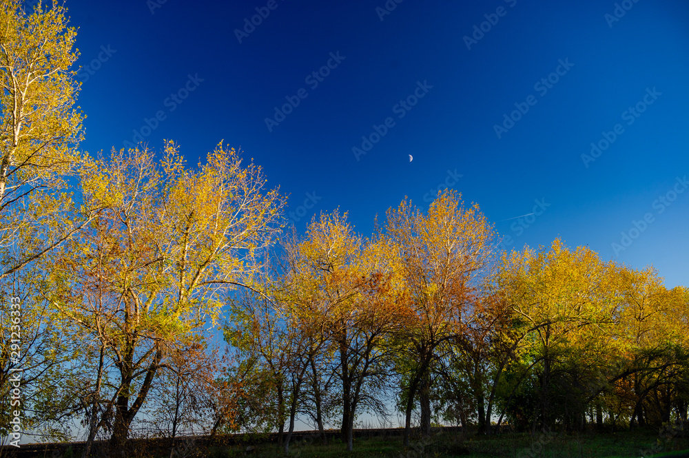 Deciduous trees in the evening light at sunset in a field against a background of blue sky and a rising moon. Deciduous trees in the evening light at sunset in a field against a background of blue sky and a rising moon.