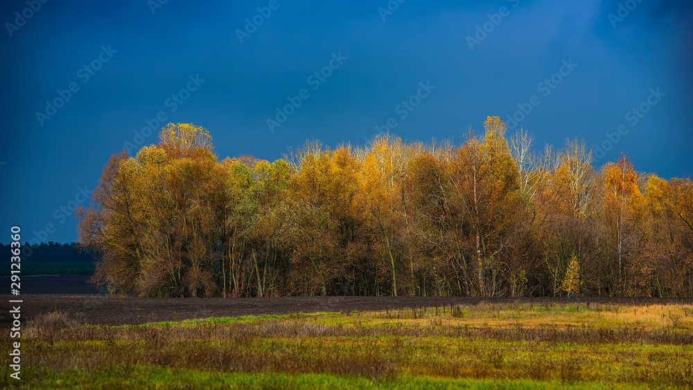 Deciduous forest covered with yellowed leaves in the field in cloudy weather.