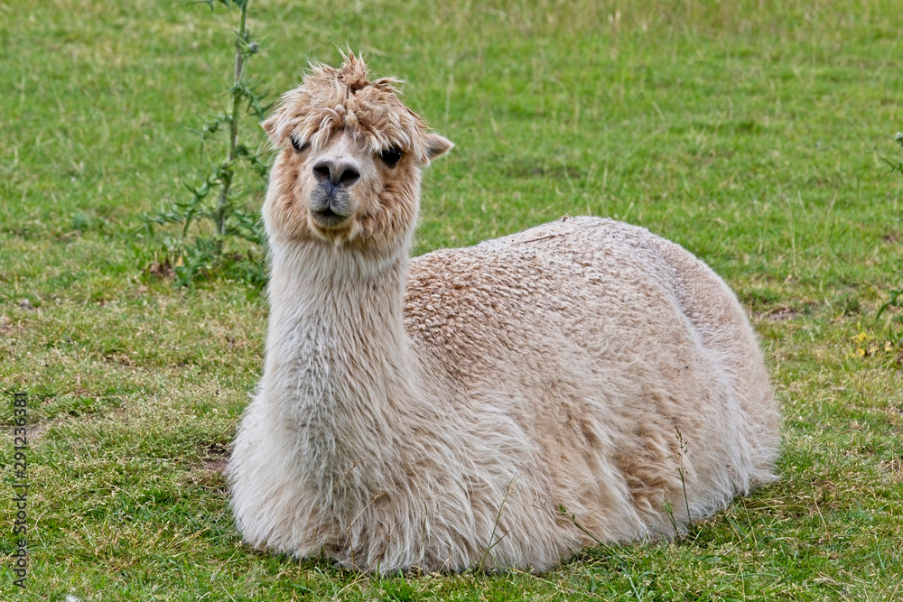 Fototapeta premium An Alpaca seated in a grass field, Nottinghamshire, England, UK.