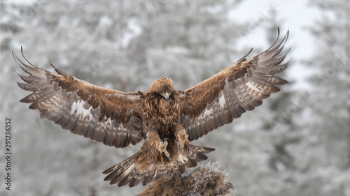 Golden eagle landing near a frozen racoon carcass