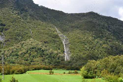 patagonia flora