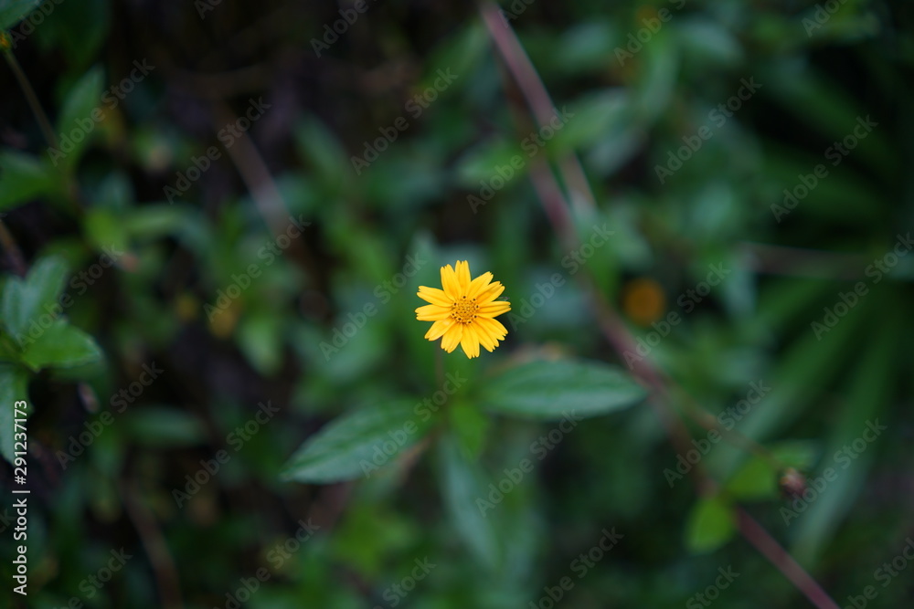 Beautiful yellow flowers on a green background Beautiful yellow flowers on a green background