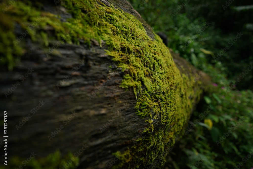 Beautiful green moss on the timber Beautiful green moss on the timber