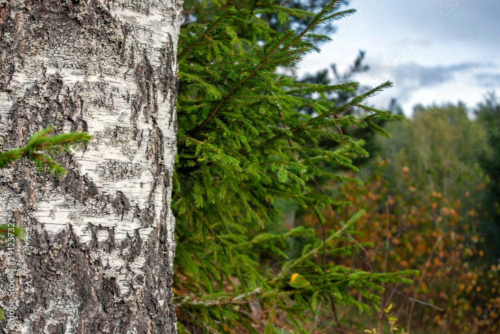 Obraz premium White birch bark close-up on the background of fir trees in the autumn forest. Blue sky and dark clouds in the autumn forest. Chimneyed spruce and yellow birch leaves.