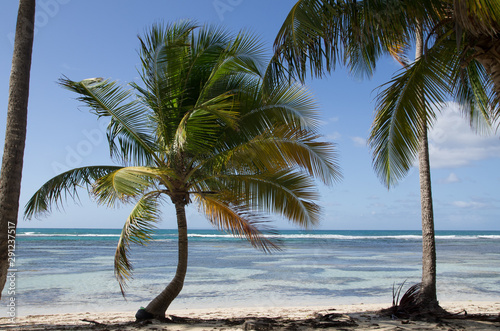 Fototapeta Naklejka Na Ścianę i Meble -  Coconut tree Guadeloupe