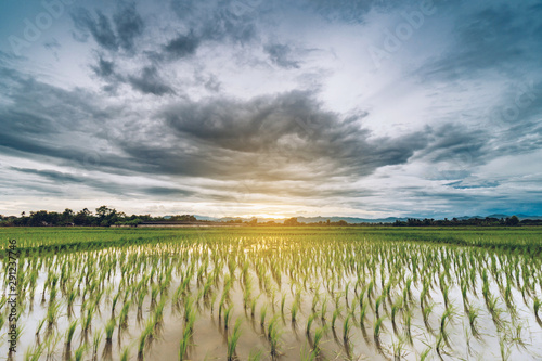 Natural scenic beautiful field and storm clouds and green field agricultural background