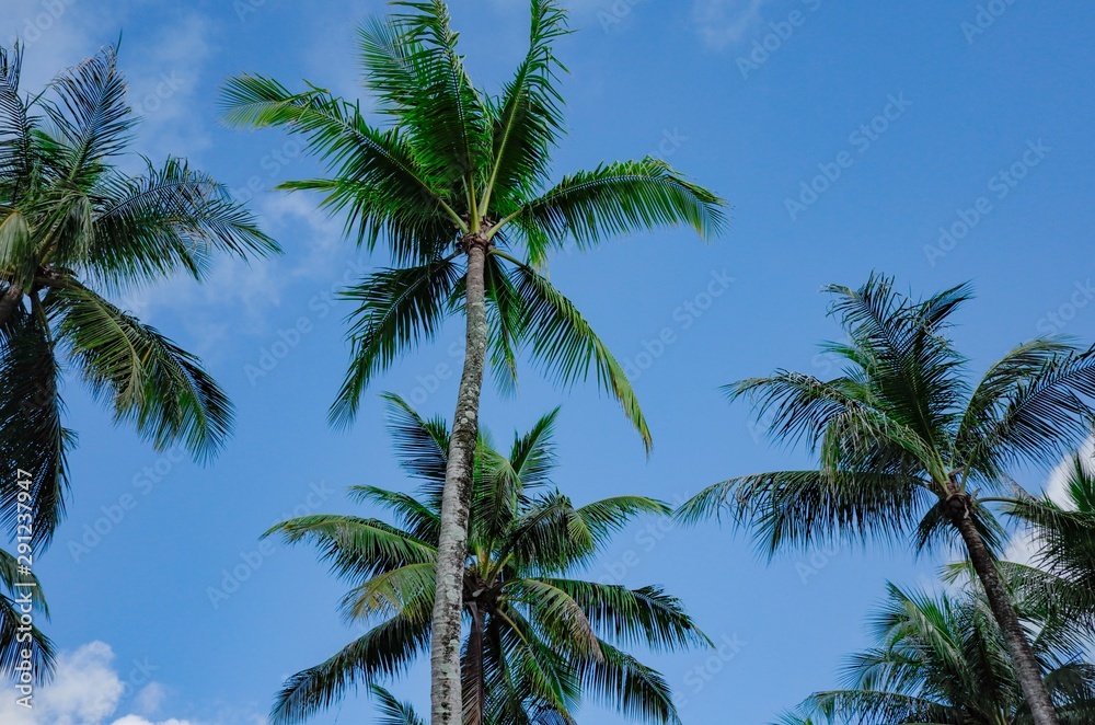 Tropical palm trees against blue sky background. Low angle view. Tropical palm trees against blue sky background. Low angle view.