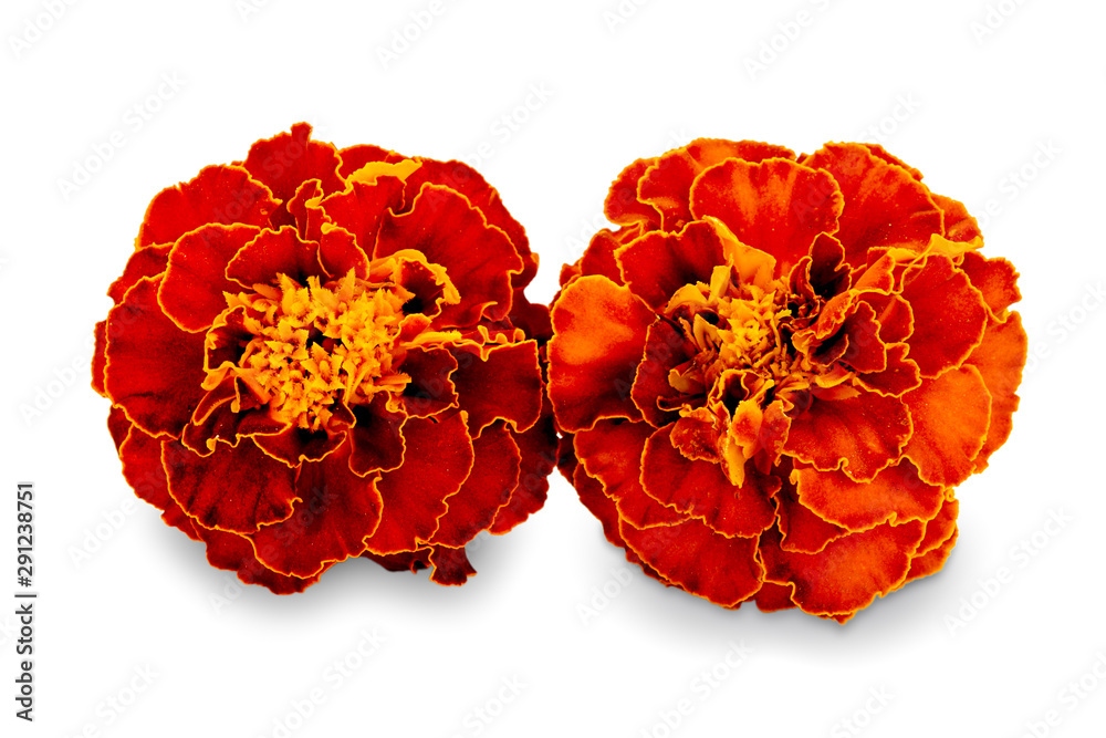 French calendula with red flowers close-up. Marigold flower, Marigold erect, Mexican marigold isolated on white background. Two red calendula with shadow isolated on a white background. - obrazy, fototapety, plakaty 
