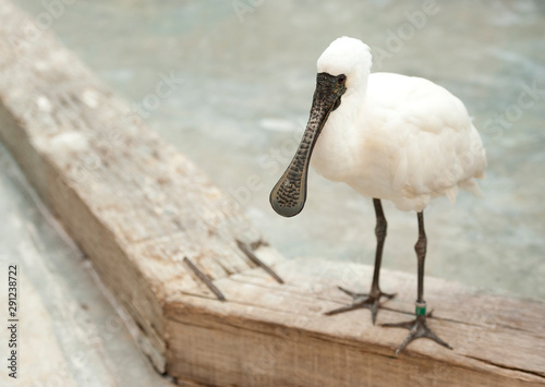 Foto The exotic bird black-faced spoonbill (Platalea minor) standing with watchful eyes