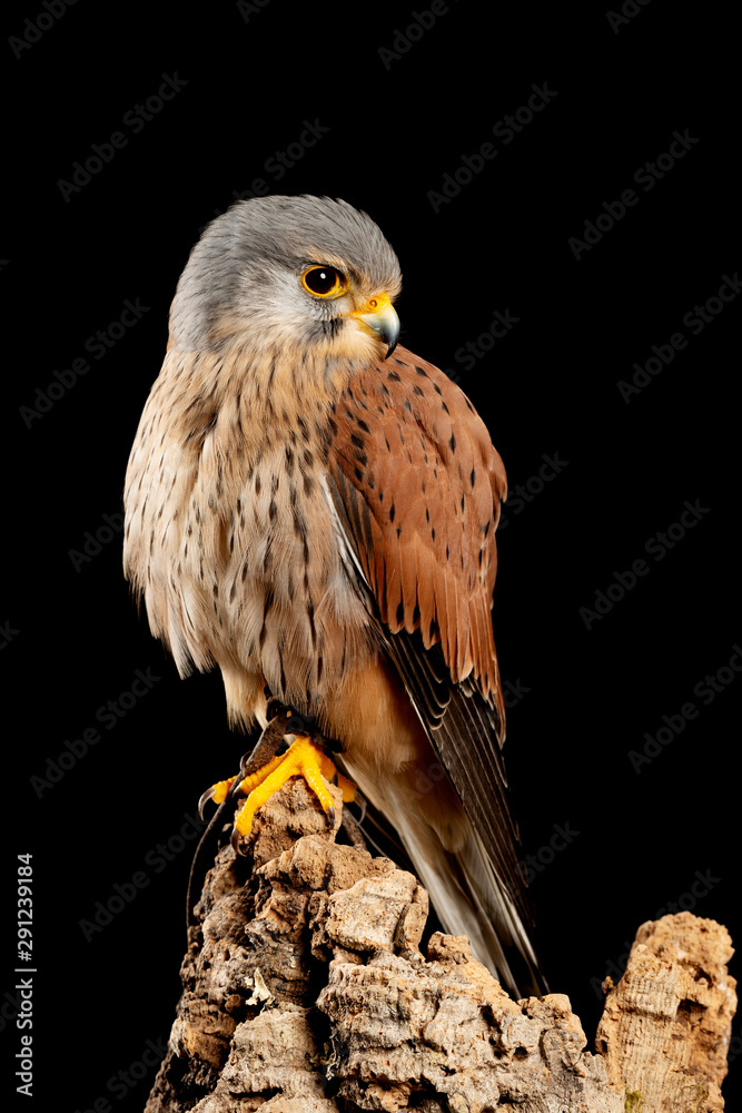 Stunning portait of Kestrel Falco Tinnunculus in studio setting on black background Stunning portait of Kestrel Falco Tinnunculus in studio setting on black background