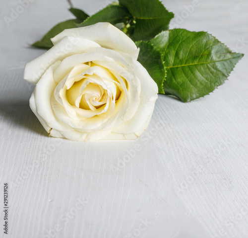 Beautiful white rose for Valentine's day or wedding on table