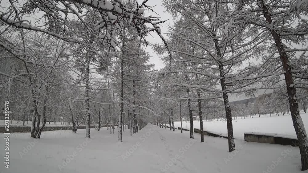 Larch alley in winter. Snow is falling from a moving branch. Larch alley in winter. Snow is falling from a moving branch.