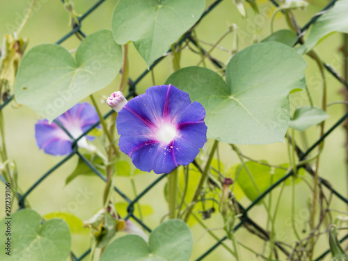 Ipomoea purpurea | Volubilis bleus ou Ipomées ou liseron pourpre