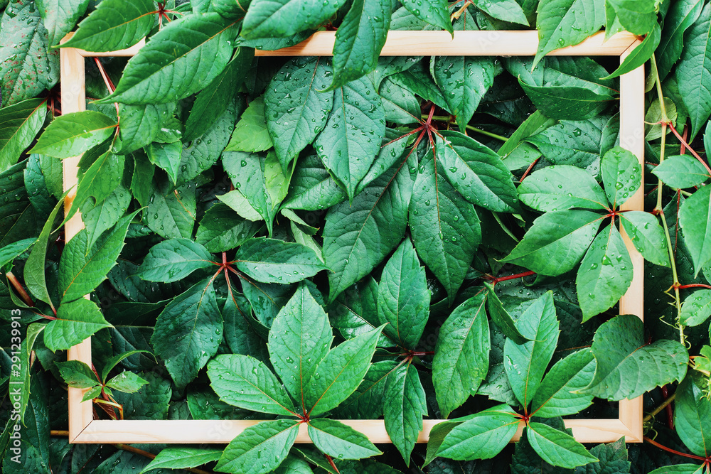 Wild grapes leaves background Stock-Foto | Adobe Stock