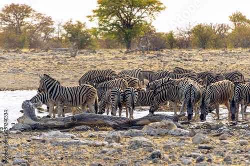 zebras herd drinking water namibia etosha