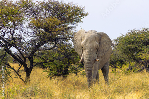Close up of a elephant in Amboseli National Park  Kenya  Africa
