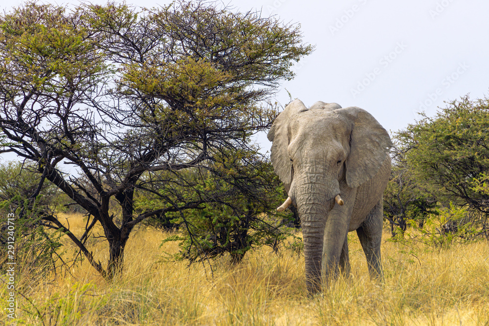 Fototapeta premium Close up of a elephant in Amboseli National Park, Kenya, Africa