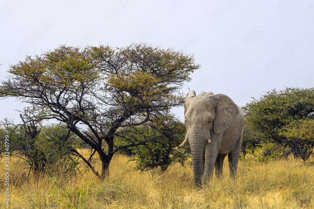 Fototapeta premium Close up of a elephant in Amboseli National Park, Kenya, Africa