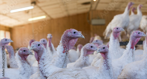 Turkey indoor farm