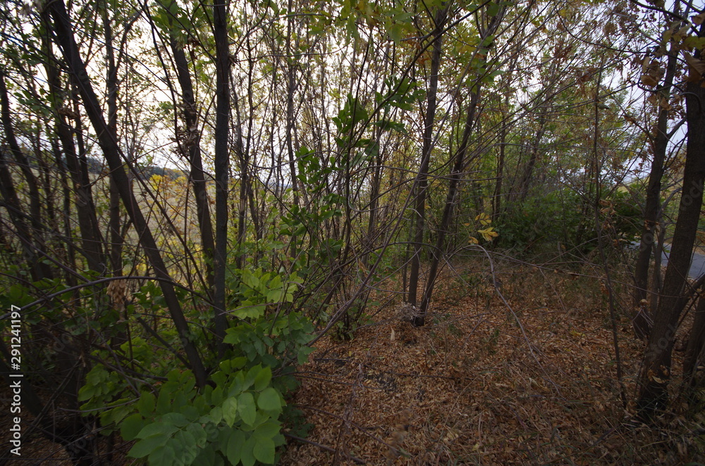 autumn colorful leaves of trees and bushes autumn colorful leaves of trees and bushes