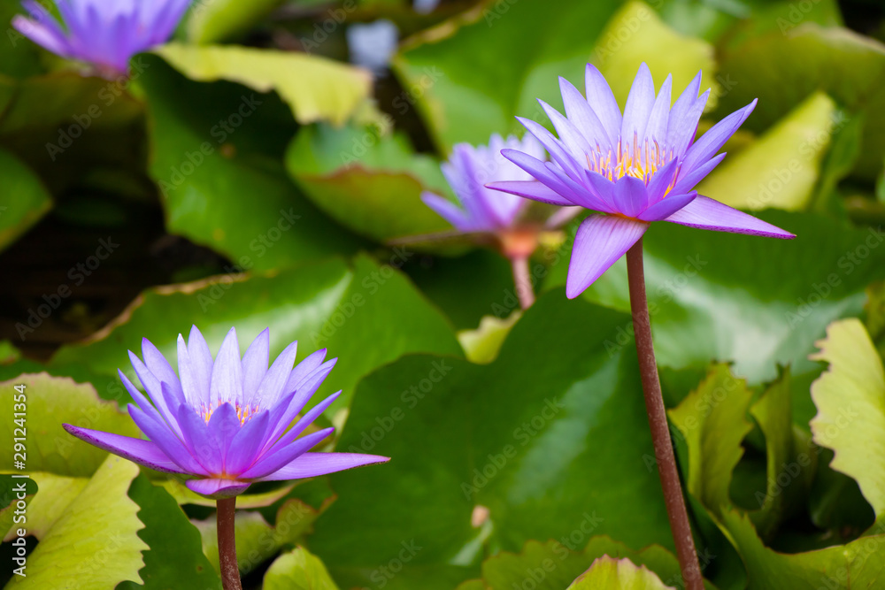 Lotus flowers and leaves in Singapore Lotus flowers and leaves in Singapore