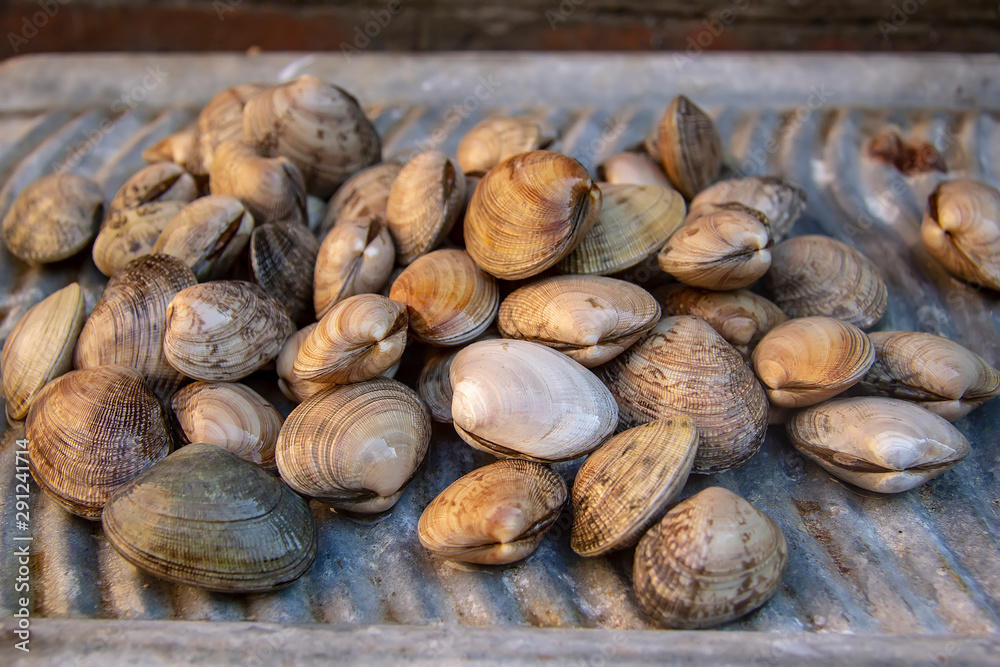 fresh tasty healthy mollusk wongole fresh tasty healthy mollusk wongole