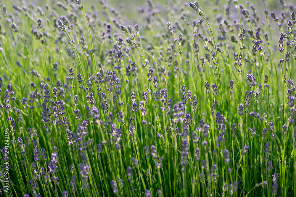 Obraz premium Lavandula angustifolia bunch of flowers in bloom, purple scented flowering plant