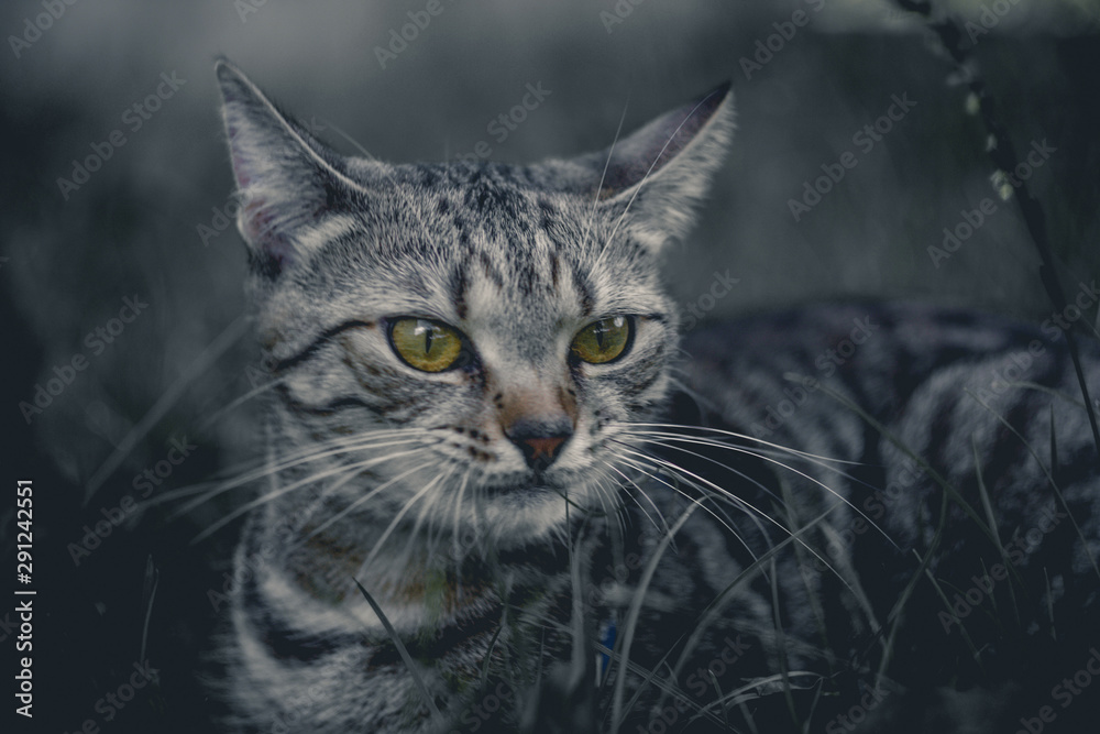 Fototapeta premium Cat ain grass