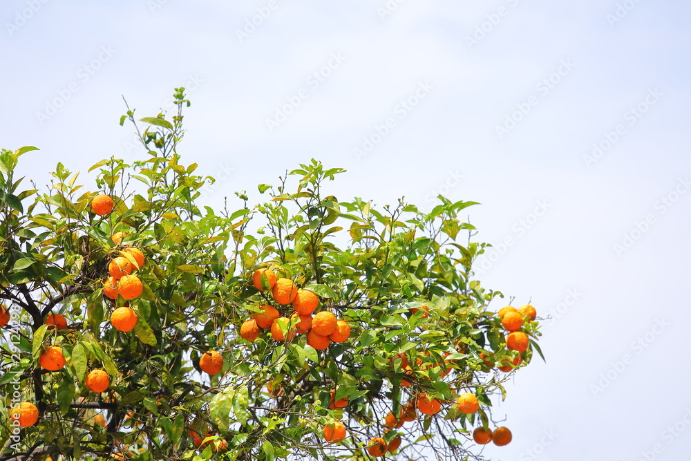 Orange tree in Orange Trees Garden Giardino degli aranci Rome Italy