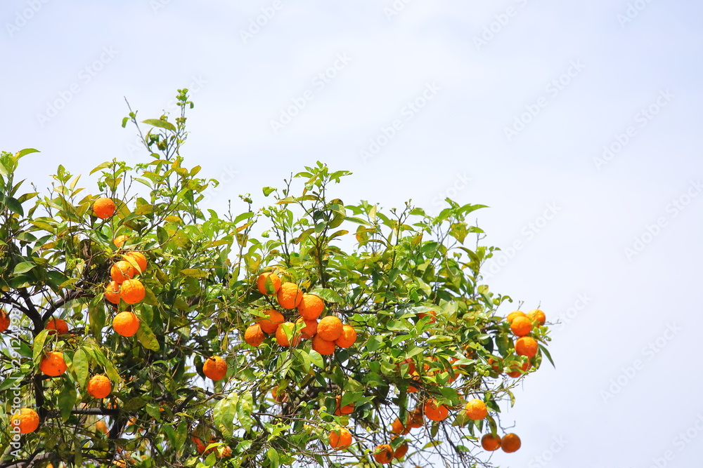 Orange tree in Orange Trees Garden Giardino degli aranci Rome Italy Orange tree in Orange Trees Garden Giardino degli aranci Rome Italy