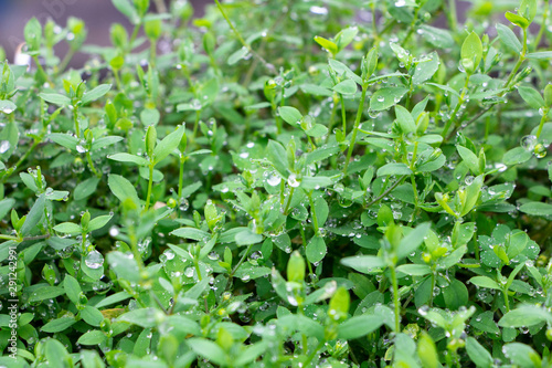 Selective focus of fresh rain water droplets on tiny leaves bush