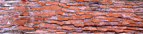 Background tree bark in a pine forest or park