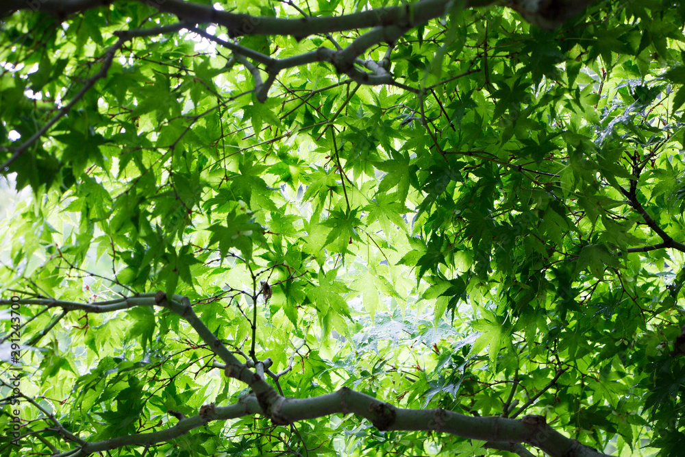 Fototapeta premium Background looking up green maple leaves