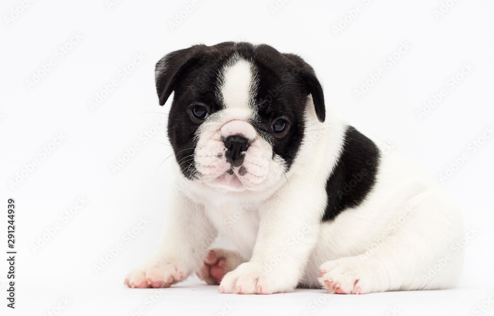 little puppy breed French bulldog looks up on a white background little puppy breed French bulldog looks up on a white background