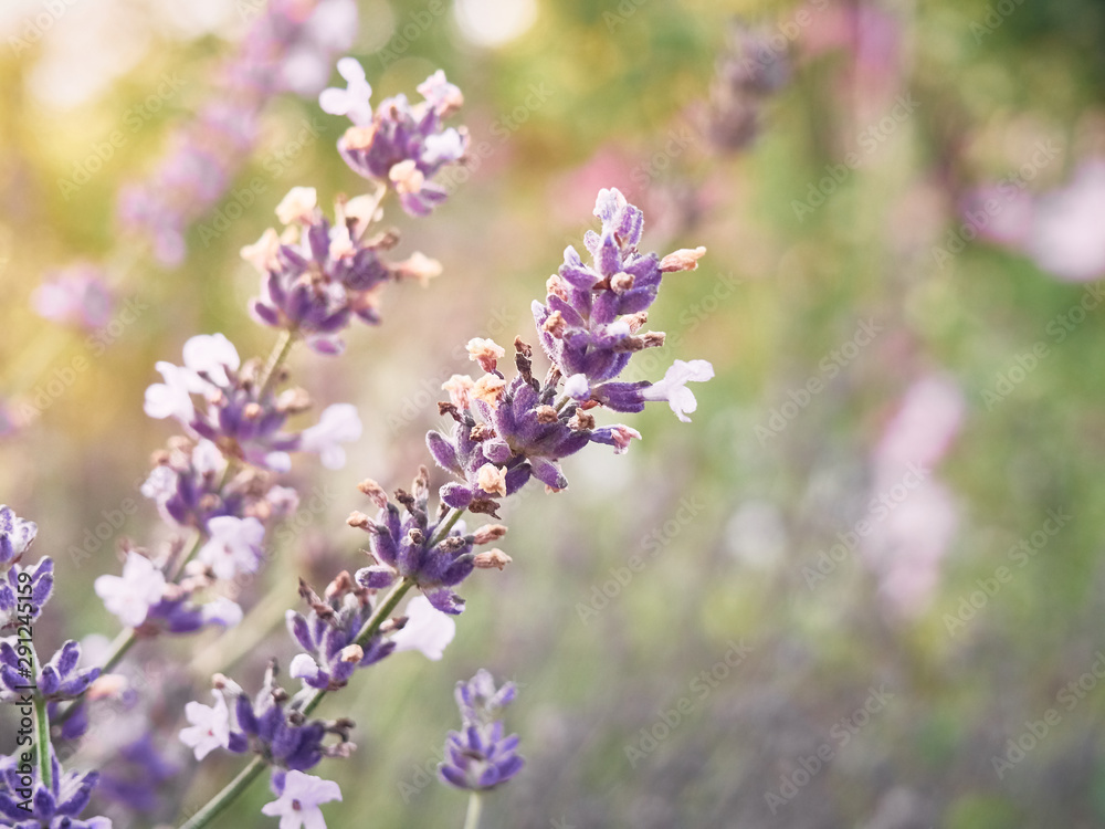 Soft focus on lavender flowers in flower garden. Soft focus on lavender flowers in flower garden.