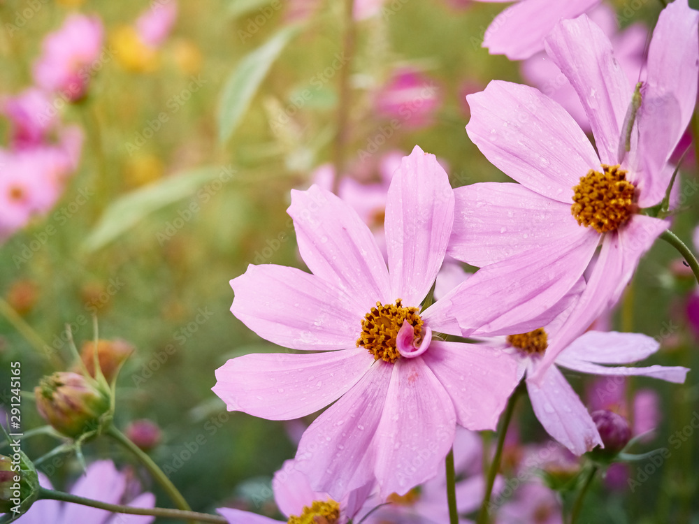 Pink cosmos flowers bloom in the morning light. Pink cosmos flowers bloom in the morning light.