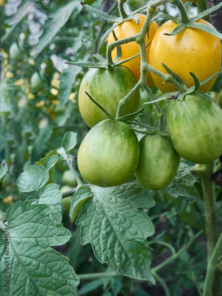 Fototapeta premium Yellow tomatoes in organic garden.