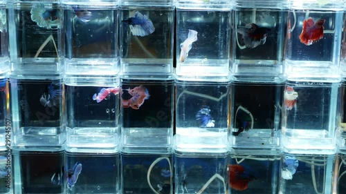 Colorful Siamese fighting fish selling in the night market.