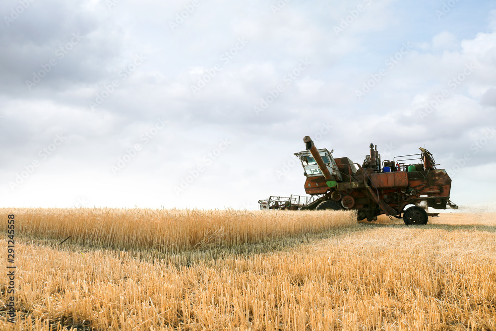 Naklejka premium Combine harvester in wheat field