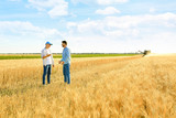 Male farmers working in wheat field