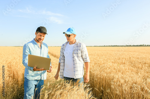 Male farmers working in whe...