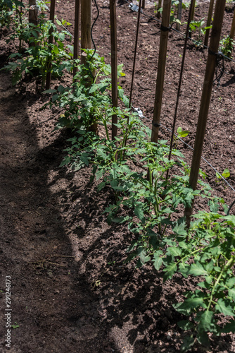 Plant fresh vegetables in your own garden.