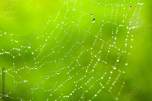 background spider web in morning dew drops on green grass. sun glare