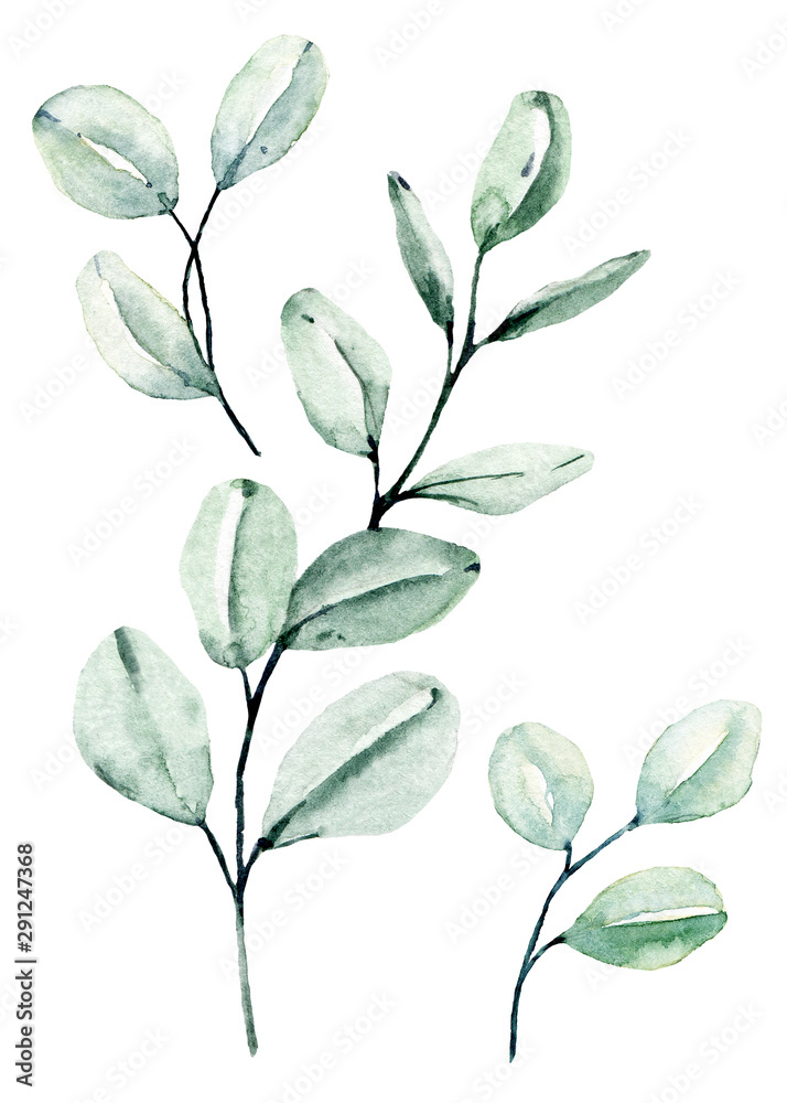 Eucalyptus watercolor leaves. Hand painting botanical illustration. Leaf isolated on white background.  - obrazy, fototapety, plakaty 